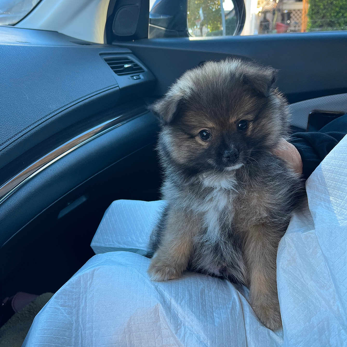 Lola is registered to the contest to win money with this photo: black_dashboard, blanket, car_interior, companion, curious, cute, dog, domestic_animal, fluffy, fur, hand, indoors, pet, puppy, seat, side_mirror, sitting, small_dog, window, young_animal