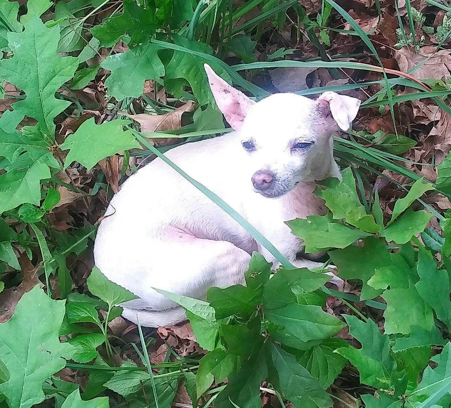 Winter joined the competition — help win amazing prizes! canidae, carnivore, companion_dog, dog, dog_breed, fawn, grass, groundcover, leaf, non_sporting_group, plant, tail, terrestrial_animal, terrestrial_plant, working_animal