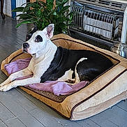 Panda joined the competition — help win amazing prizes! animal, bed, black_and_white, canine, comfort, cozy, dog, dog_bed, domestic, floor, furniture, heater, home_interior, indoor, pet, plant, purple_towel, relaxed, resting, wooden_floor