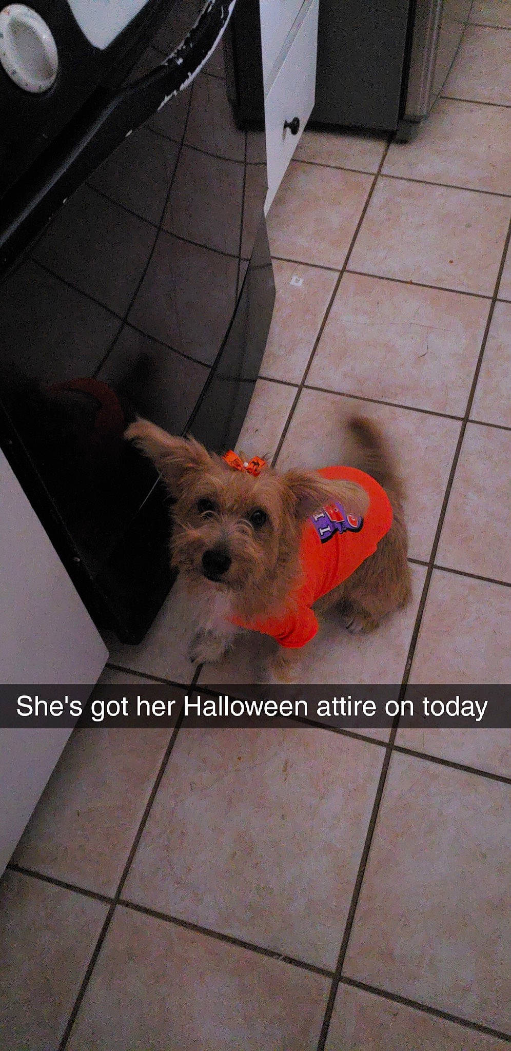 Bryndle joined the competition — help win amazing prizes! cairn_terrier, canidae, carnivore, companion_dog, dog, dog_breed, fawn, mammal, puppy, rare_breed_dog, small_terrier, snout, terrier, toy_dog, west_highland_white_terrier, yorkshire_terrier