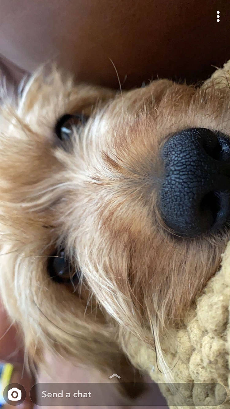 Bryndle is registered to the contest to win money with this photo: border_terrier, canidae, carnivore, close_up, cockapoo, dog, dog_breed, ear, fawn, fur, glen_of_imaal_terrier, irish_soft_coated_wheaten_terrier, morkie, norwich_terrier, nose, puppy, schnoodle, snout, terrier