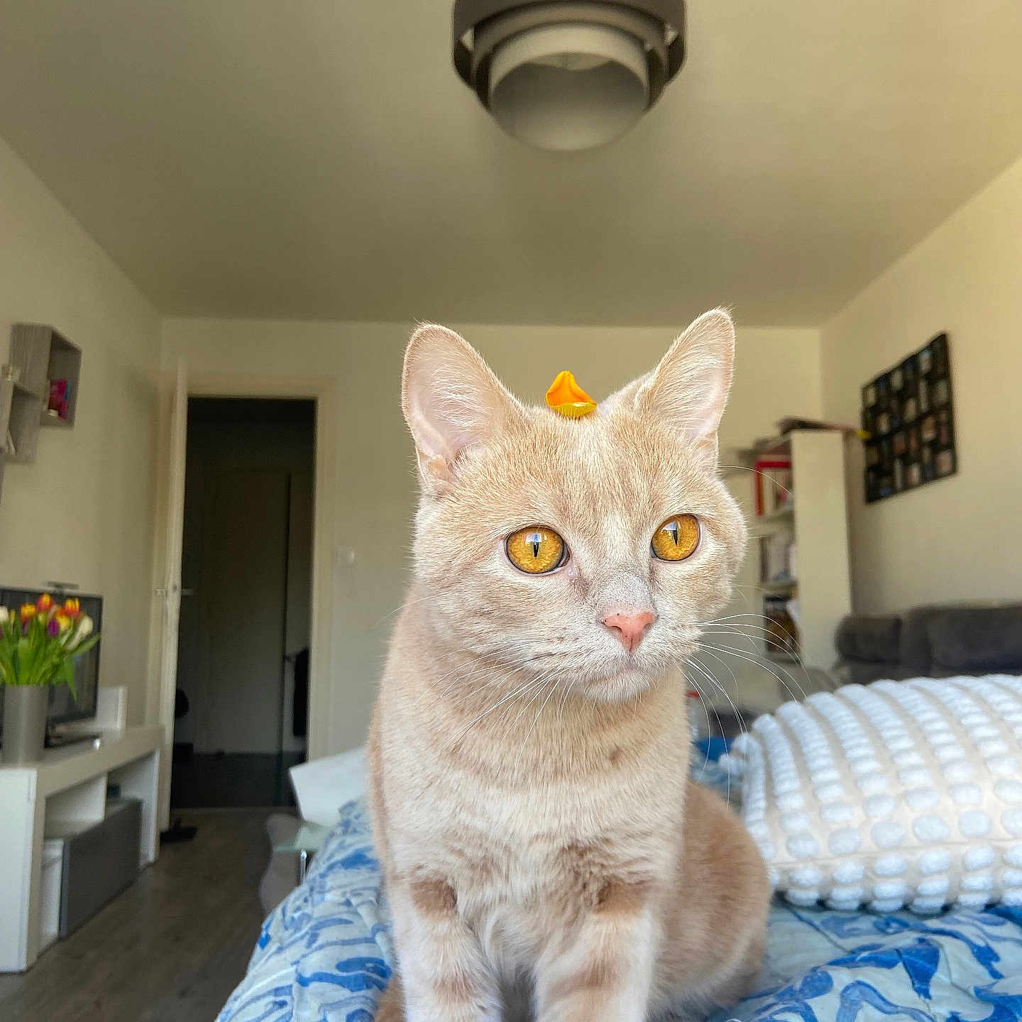 Timinou a rejoint le concours — aidez-le/la à gagner de superbes lots ! abyssinian, animal, bed, bedroom, cat, computerhardware, couch, electronics, furniture, hardware, homedecor, indoors, interiordesign, lighting, monitor, pet, plant, pottedplant, room, screen