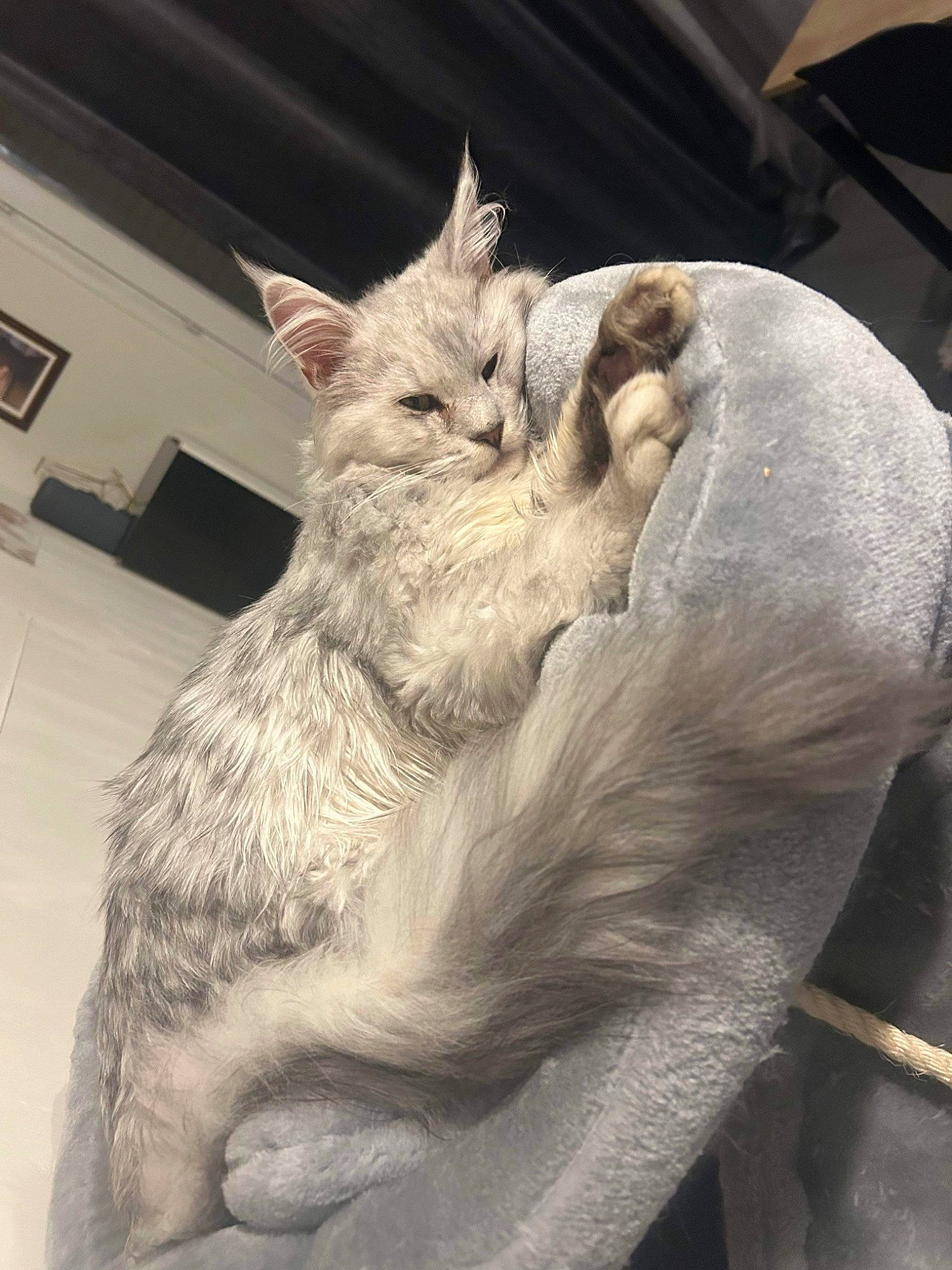 Under participe au concours pour gagner de l'argent avec cette photo : art, carnivore, cat, cat_supply, claw, comfort, domestic_short_haired_cat, ear, felidae, fur, gesture, nap, paw, small_to_medium_sized_cats, snout, tail, whiskers, window