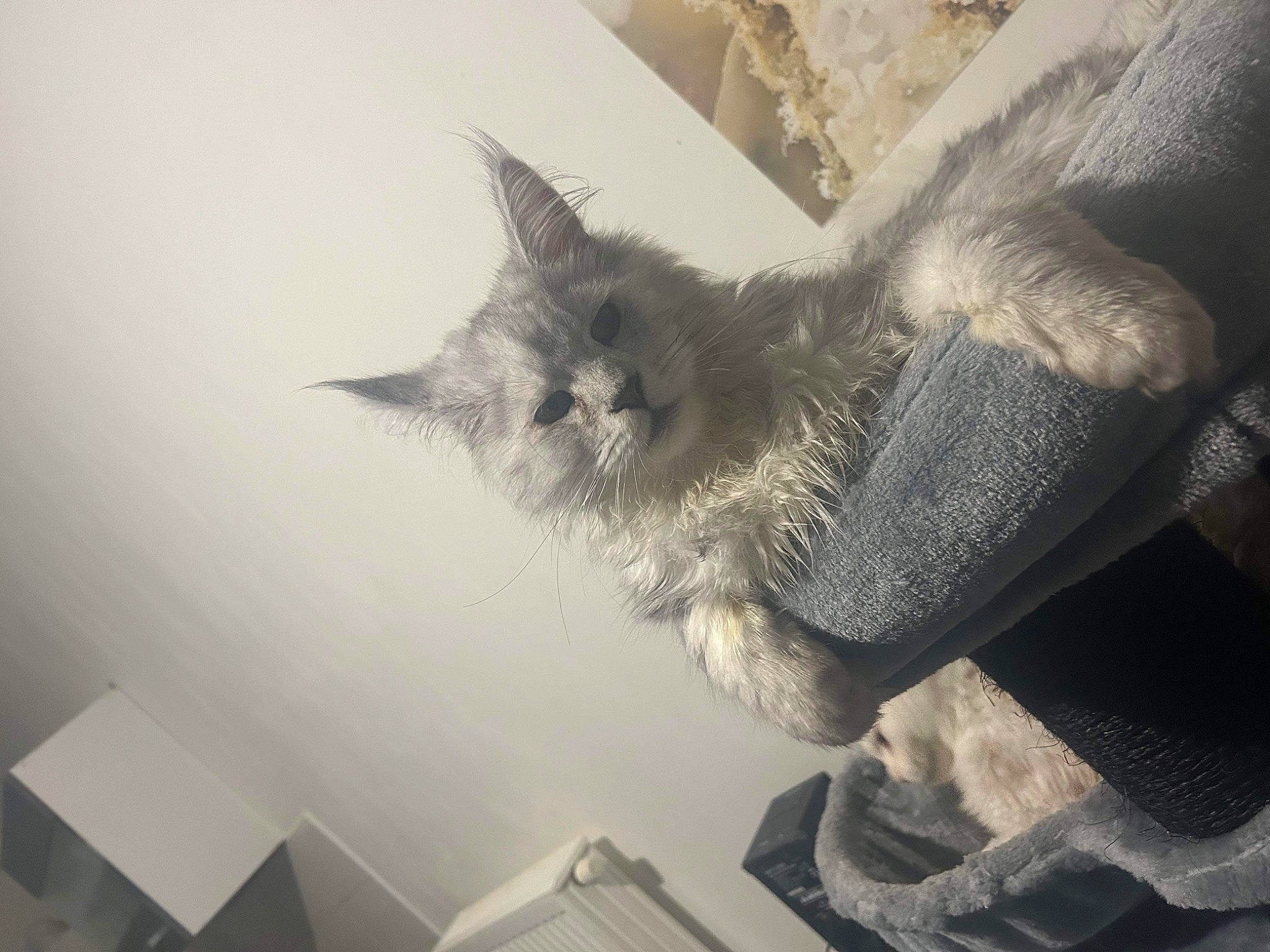 Under participe au concours pour gagner de l'argent avec cette photo : carnivore, cat, claw, comfort, domestic_short_haired_cat, ear, felidae, fur, gesture, grey, metal, monochrome, monochrome_photography, paw, russian_blue, small_to_medium_sized_cats, snout, tail, whiskers, window