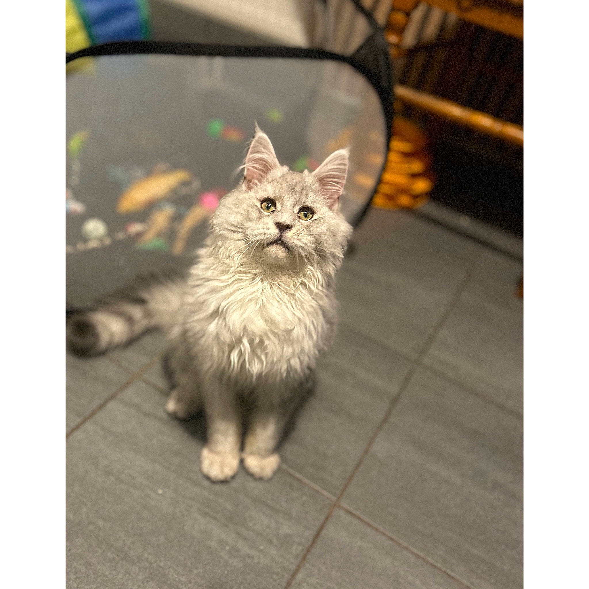 Under participe au concours pour gagner de l'argent avec cette photo : carnivore, cat, claw, domestic_short_haired_cat, eye, fawn, felidae, flooring, fur, grey, paw, plant, road_surface, small_to_medium_sized_cats, snout, tail, whiskers, wildlife, window, wood