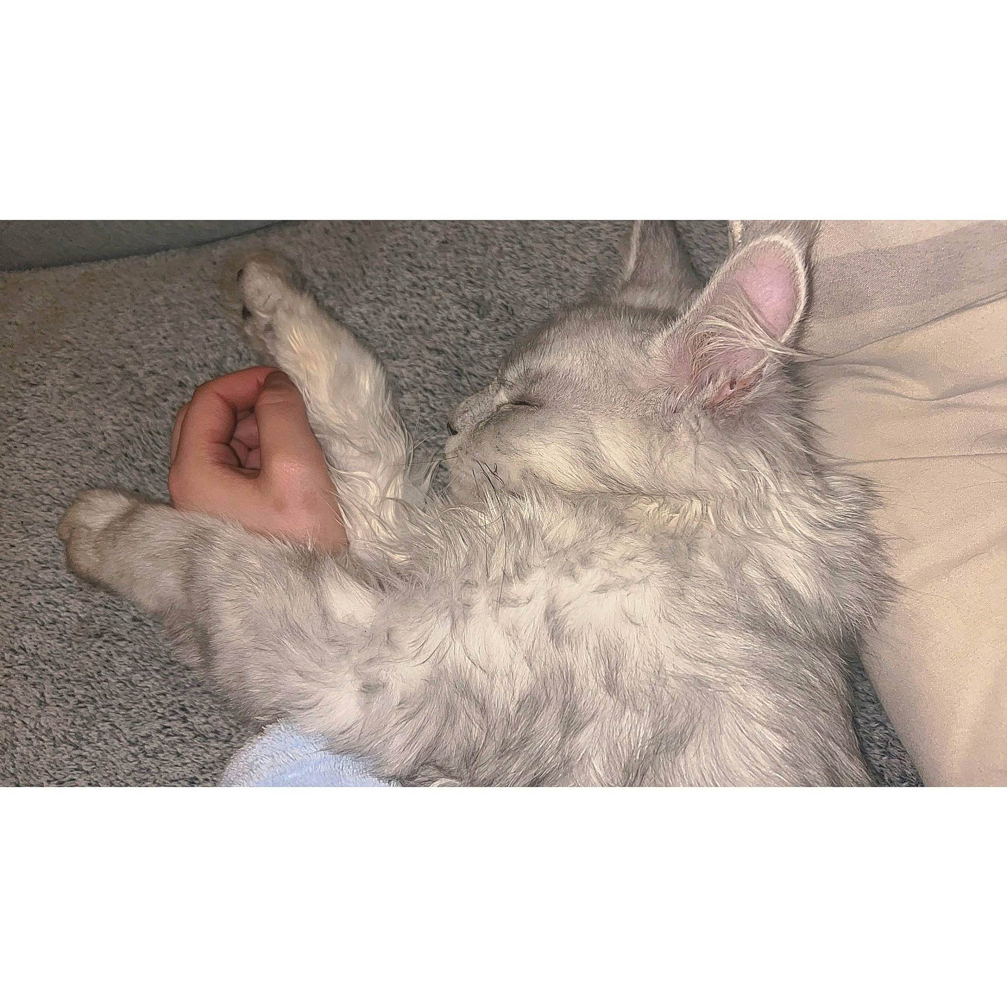 Under participe au concours pour gagner de l'argent avec cette photo : carnivore, cat, claw, comfort, domestic_short_haired_cat, ear, felidae, foot, fur, gesture, grey, nap, paw, photo_caption, sitting, small_to_medium_sized_cats, tail, whiskers