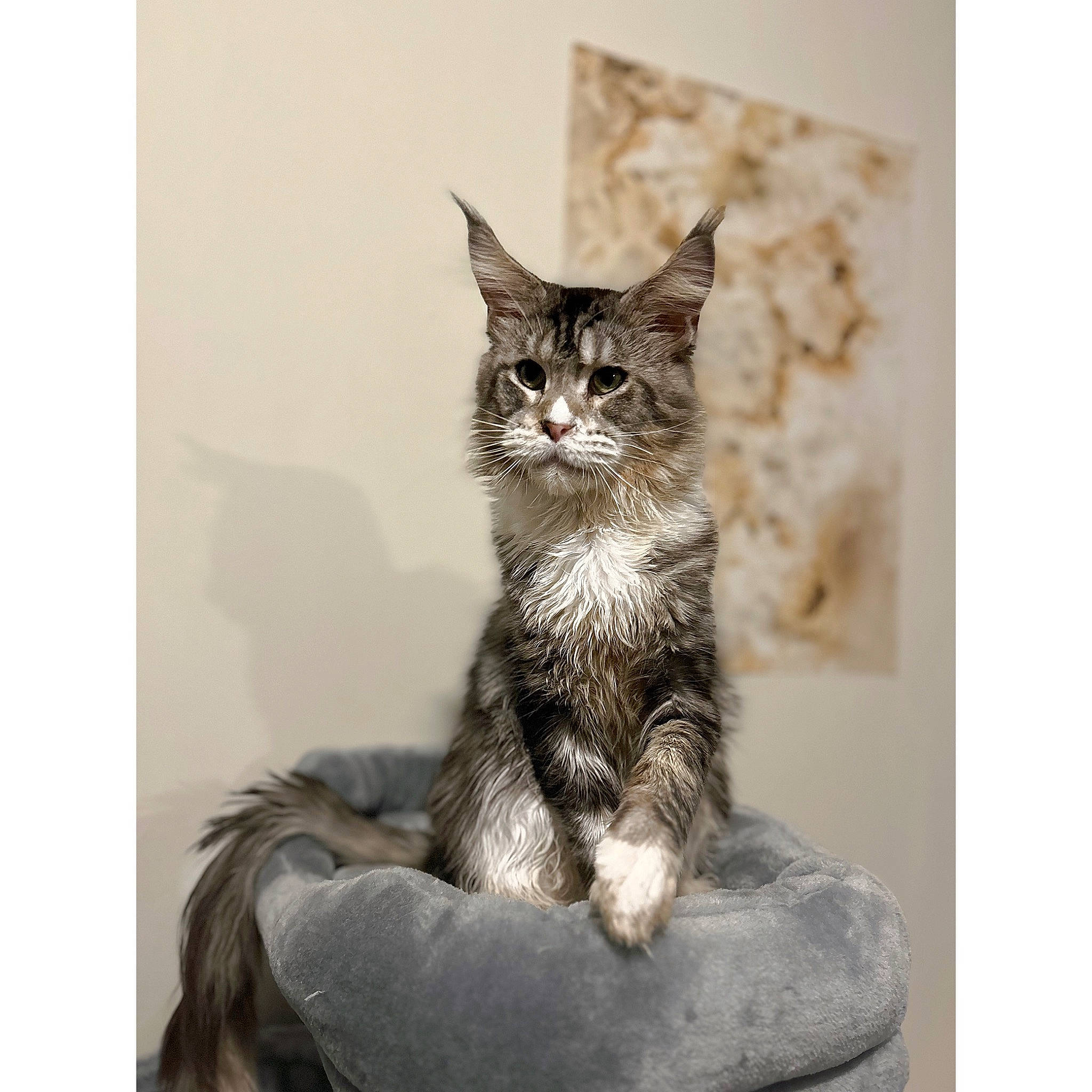 Shelby a rejoint le concours — aidez-le/la à gagner de superbes lots ! art, carnivore, cat, claw, comfort, domestic_short_haired_cat, felidae, fur, grey, monochrome, monochrome_photography, paw, sitting, small_to_medium_sized_cats, snout, tail, terrestrial_animal, whiskers, wildlife, window