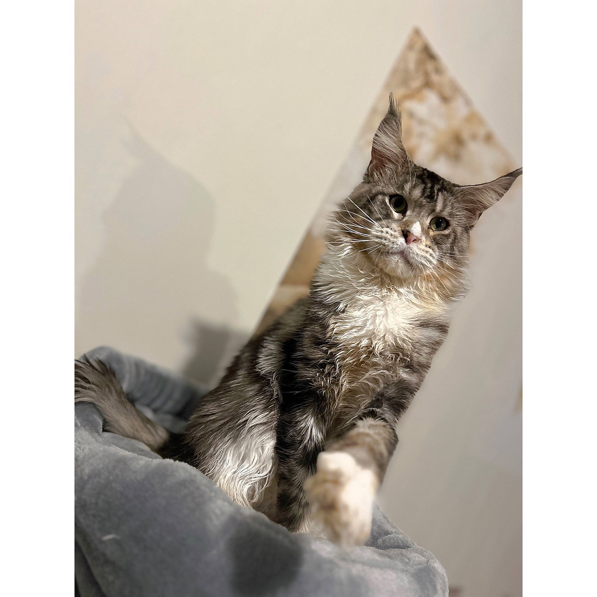 Shelby a rejoint le concours — aidez-le/la à gagner de superbes lots ! carnivore, cat, claw, comfort, domestic_short_haired_cat, felidae, fur, grey, monochrome, monochrome_photography, paw, sitting, small_to_medium_sized_cats, snout, tail, whiskers, wildlife, window