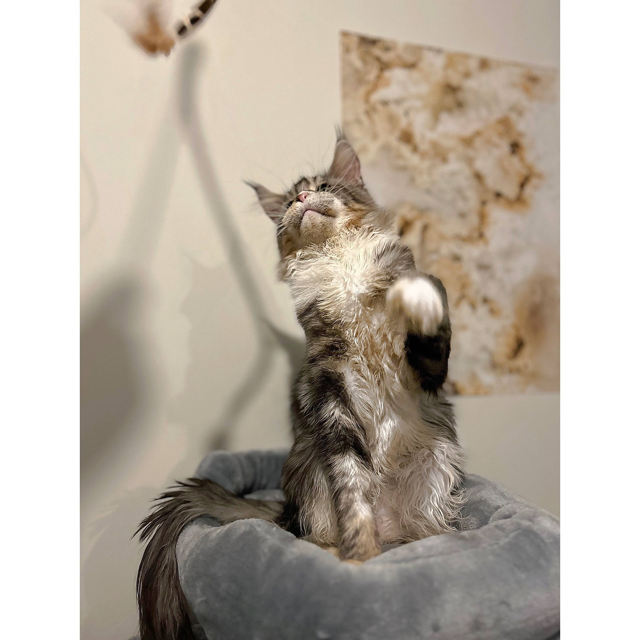 Shelby participe au concours pour gagner de l'argent avec cette photo : art, canidae, carnivore, cat, claw, devon_rex, domestic_short_haired_cat, felidae, fur, grey, metal, paw, sculpture, sitting, small_to_medium_sized_cats, tail, terrestrial_animal, twig, whiskers, wood