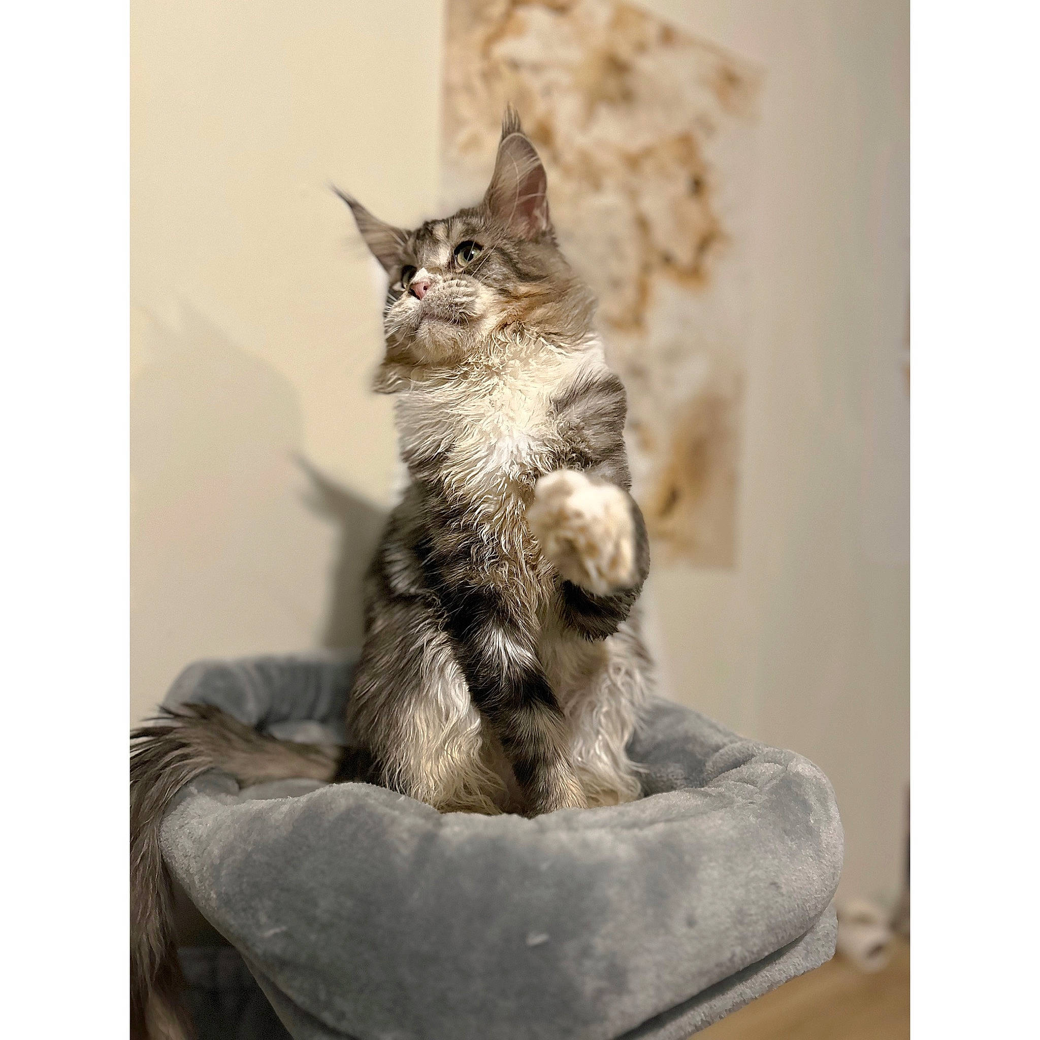 Shelby participe au concours pour gagner de l'argent avec cette photo : art, carnivore, cat, cat_supply, claw, comfort, domestic_short_haired_cat, felidae, fur, grey, paw, photo_caption, rectangle, sitting, small_to_medium_sized_cats, snout, tail, terrestrial_animal, whiskers, window