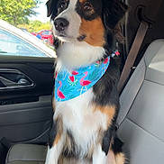 King is registered to the contest to win money with this photo: dog, bandana, car, car_seat, window, trees, outdoor, pet, animal, tricolor, flamingo_pattern, seatbelt, fur, sitting, side_view, daylight, leisure, cute, portrait, domestic_animal