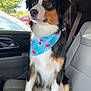 dog, bandana, car, car_seat, window, trees, outdoor, pet, animal, tricolor, flamingo_pattern, seatbelt, fur, sitting, side_view, daylight, leisure, cute, portrait, domestic_animal