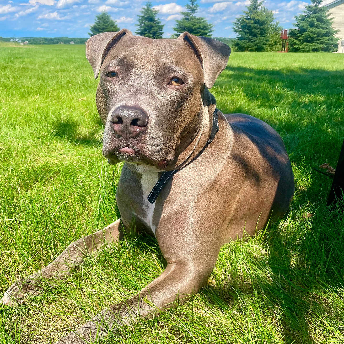 Odin joined the competition — help win amazing prizes! animal, bulldog, canine, dog, field, grass, grassland, green, landscape, lawn, nature, outdoors, park, pet, pitbull, plant, puppy, sky, tree, vegetation