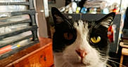 Roxine participe au concours pour gagner de l'argent avec cette photo : cat, black_and_white, indoor, close_up, pet, animal, feline, yellow_eyes, whiskers, face, nose, ears, wooden_surface, blurred_background, furniture, household_items, domestic, cute, portrait, curious