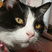 Roxine a rejoint le concours — aidez-le/la à gagner de superbes lots ! cat, tuxedo_cat, close_up, yellow_eyes, whiskers, pink_nose, collar, pet, indoor, feline, animal, portrait, curious, domestic_cat, fur, ear, face, closeup, cute, alert