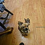 dog, small_dog, puppy, brown_dog, wooden_floor, sneakers, chair_leg, looking_up, pet, indoors, flooring, ears, collar, cute, animal, domestic_animal, waiting, floor, shoes, person