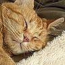 Brady joined the competition — help win amazing prizes! blanket, cat, close_up, closed_eyes, cozy, ears, feline, fluffy, fur, indoors, nap, nose, orange_cat, pet, portrait, relaxed, sleeping, sleepy, snuggling, whiskers