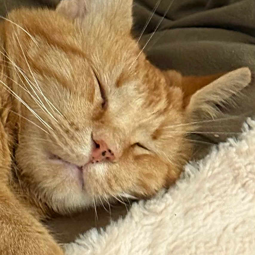 Brady
