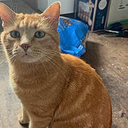 Brady joined the competition — help win amazing prizes! cat, orange_tabby, ginger_cat, pet, animal, sitting, portrait, whiskers, ears, eyes, fur, striped_fur, tail, indoor, wooden_floor, household, boxes, storage, blue_bag, close_up