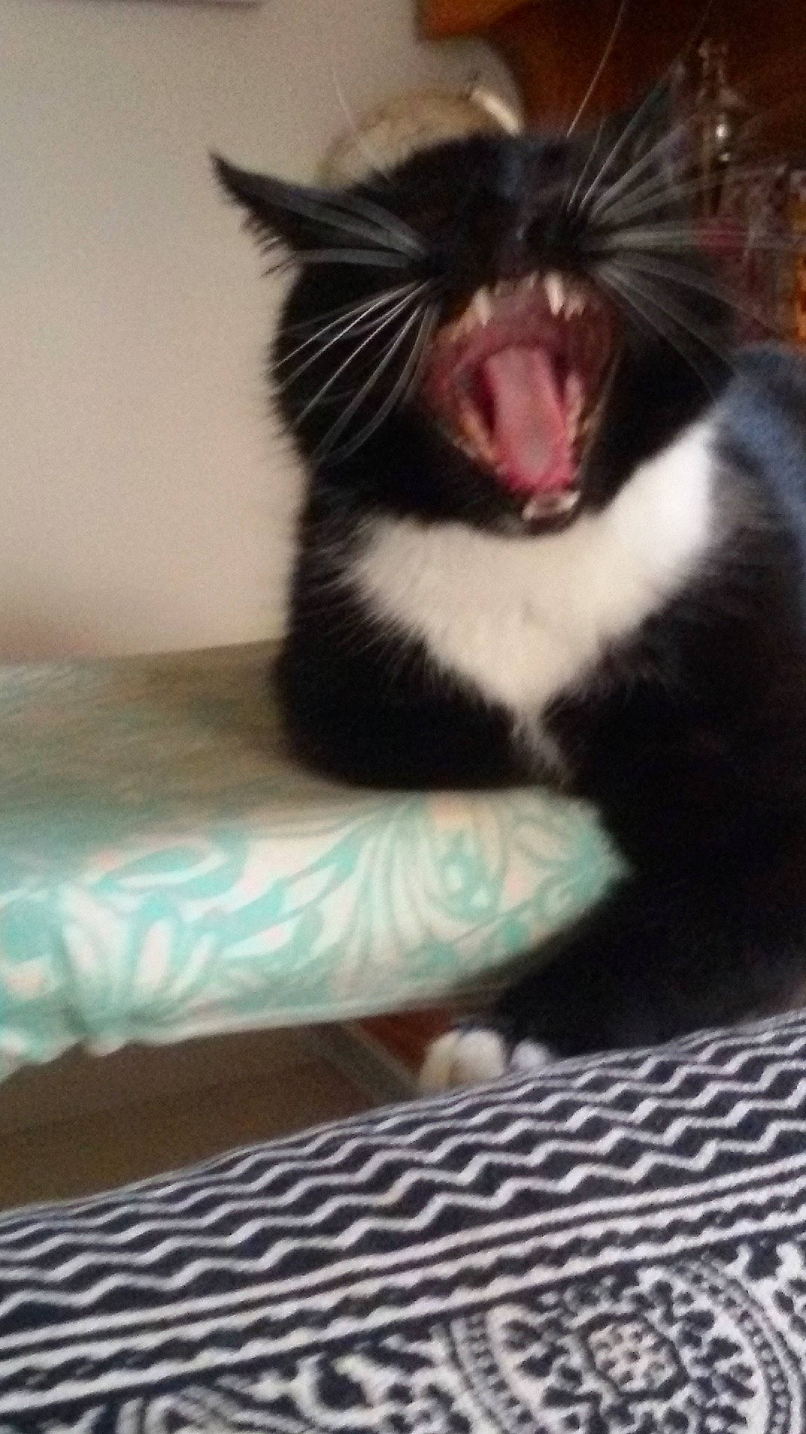 Chausette participe au concours pour gagner de l'argent avec cette photo : carnivore, cat, eye, facial_expression, felidae, fur, kitten, mouth, nose, small_to_medium_sized_cats, snout, whiskers, yawn