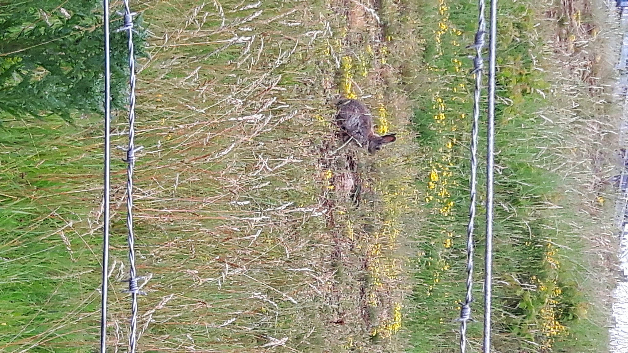 Ginette participe au concours pour gagner de l'argent avec cette photo : birch, birch_family, forest, grass, grass_family, plant, tree