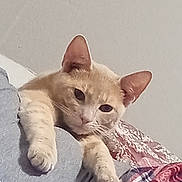 Bugzie joined the competition — help win amazing prizes! cat, orange_cat, pet, indoor, relaxed, paws, feline, cute, domestic_animal, resting, cozy, soft_texture, blanket, fabric, home, animal, whiskers, ears, sleepy, cute_pet