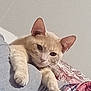 cat, orange_cat, pet, indoor, relaxed, paws, feline, cute, domestic_animal, resting, cozy, soft_texture, blanket, fabric, home, animal, whiskers, ears, sleepy, cute_pet