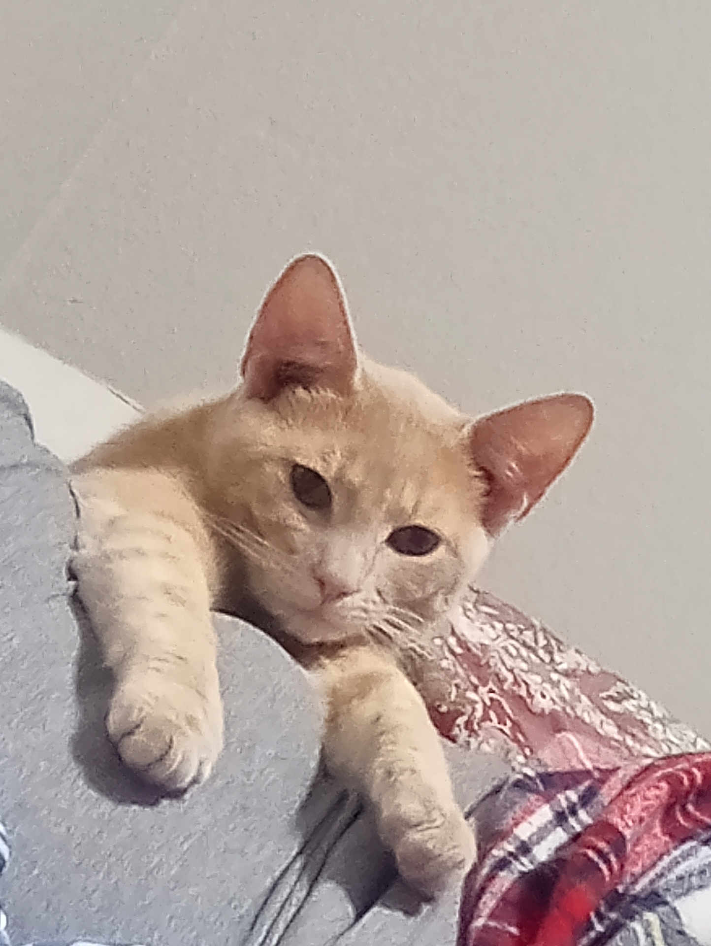 Bugzie joined the competition — help win amazing prizes! cat, orange_cat, pet, indoor, relaxed, paws, feline, cute, domestic_animal, resting, cozy, soft_texture, blanket, fabric, home, animal, whiskers, ears, sleepy, cute_pet