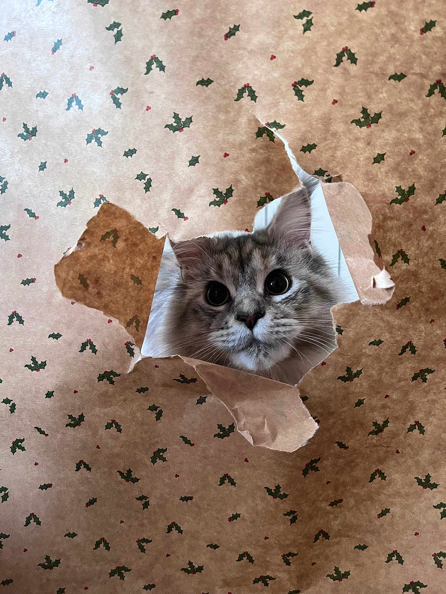 Akira a rejoint le concours — aidez-le/la à gagner de superbes lots ! cat, fluffy, curious, face, hole, wrapping_paper, holiday, holly, festive, pattern, tear, indoors, pet, animal, cute, fur, whiskers, eyes, background, closeup