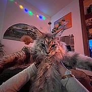 Akira a rejoint le concours — aidez-le/la à gagner de superbes lots ! cat, fluffy, pet, indoor, hands, string_lights, decorative_fan, painting, living_room, furniture, cozy, wall_art, animal, face, ears, fur, portrait, expression, holding, home