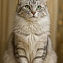 cat, fluffy, green_eyes, sitting, portrait, domestic_cat, feline, whiskers, ears, fur, indoor, close_up, animal, pet, cute, soft_light, focused, alert, tabby, mammal