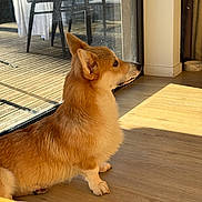 Ary a rejoint le concours — aidez-le/la à gagner de superbes lots ! animal, canine, companion, corgi, dog, domestic, ears, fur, furniture, glass_door, home, indoor, patio, paw, pet, quiet, relaxed, side_view, sunlight, wooden_floor