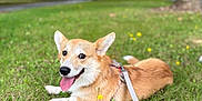 Ary a rejoint le concours — aidez-le/la à gagner de superbes lots ! animal, canine, corgi, daytime, dog, ears_up, flower, grass, greenery, happy, leash, nature, outdoor, park, pet, playful, resting, smiling, summer, tongue_out
