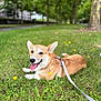 animal, canine, corgi, daytime, dog, ears_up, flower, grass, greenery, happy, leash, nature, outdoor, park, pet, playful, resting, smiling, summer, tongue_out