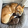 Ary a rejoint le concours — aidez-le/la à gagner de superbes lots ! animal, brown_dog, comfort, cozy, curled_up, dog, domestic, fur, home, indoor, monkey_toy, pet_bed, quiet, radiator, relaxing, resting, sleeping, snuggling, stuffed_toy, wooden_floor