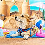animal, background, beach_ball, beach_towel, blue_bandana, colorful, corgi, cute, dog, indoor, inflatable_toys, pet, plastic_shovel, playful, portrait, relaxed, sandcastle, summer_theme, toy_bucket, umbrella