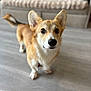 Ary a rejoint le concours — aidez-le/la à gagner de superbes lots ! animal, blurry_background, brown, canine, companion, corgi, cute, dog, ears, floor, friendly, fur, house, indoor, looking_up, pet, short_legs, sofa, tail, white