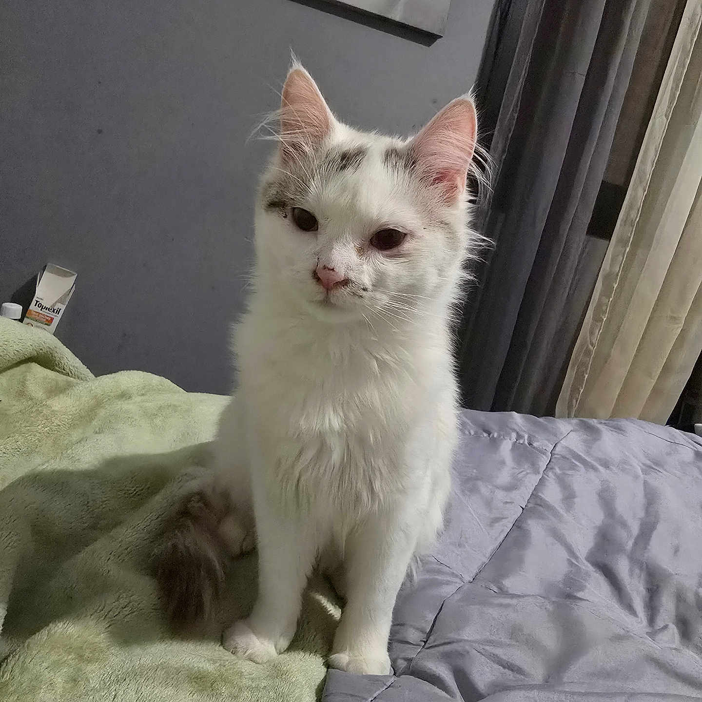 Loulou participe au concours pour gagner de l'argent avec cette photo : angora, animal, bed, bedroom, blanket, brush, cat, cushion, device, furniture, homedecor, indoors, kitten, linen, manx, monkey, pet, room, siamese, tool