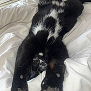 Vito joined the competition — help win amazing prizes! animal, bedroom, black_cat, cat, claws, comfort, cozy, cute, feline, fur, indoor, paws, pet, relaxed, resting, sleepy, soft, stretching, whiskers, white_bed