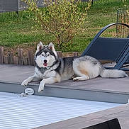 Vely participe au concours pour gagner de l'argent avec cette photo : dog, siberian_husky, poolside, outdoor, grass, lawn, fence, shrub, chair, table, patio, tongue_out, relaxed, pet, canine, daylight, garden, leisure, animal, domestic