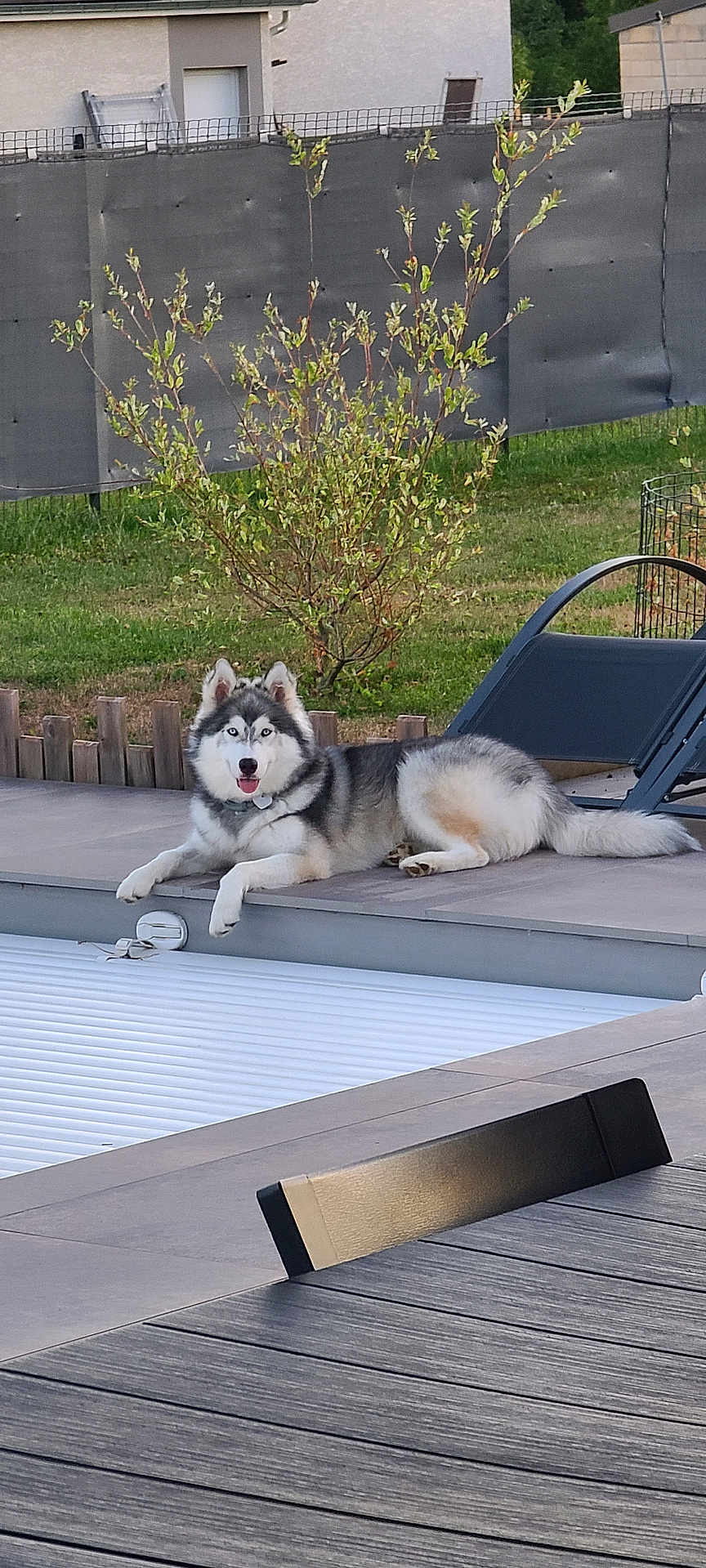 Vely participe au concours pour gagner de l'argent avec cette photo : dog, siberian_husky, poolside, outdoor, grass, lawn, fence, shrub, chair, table, patio, tongue_out, relaxed, pet, canine, daylight, garden, leisure, animal, domestic