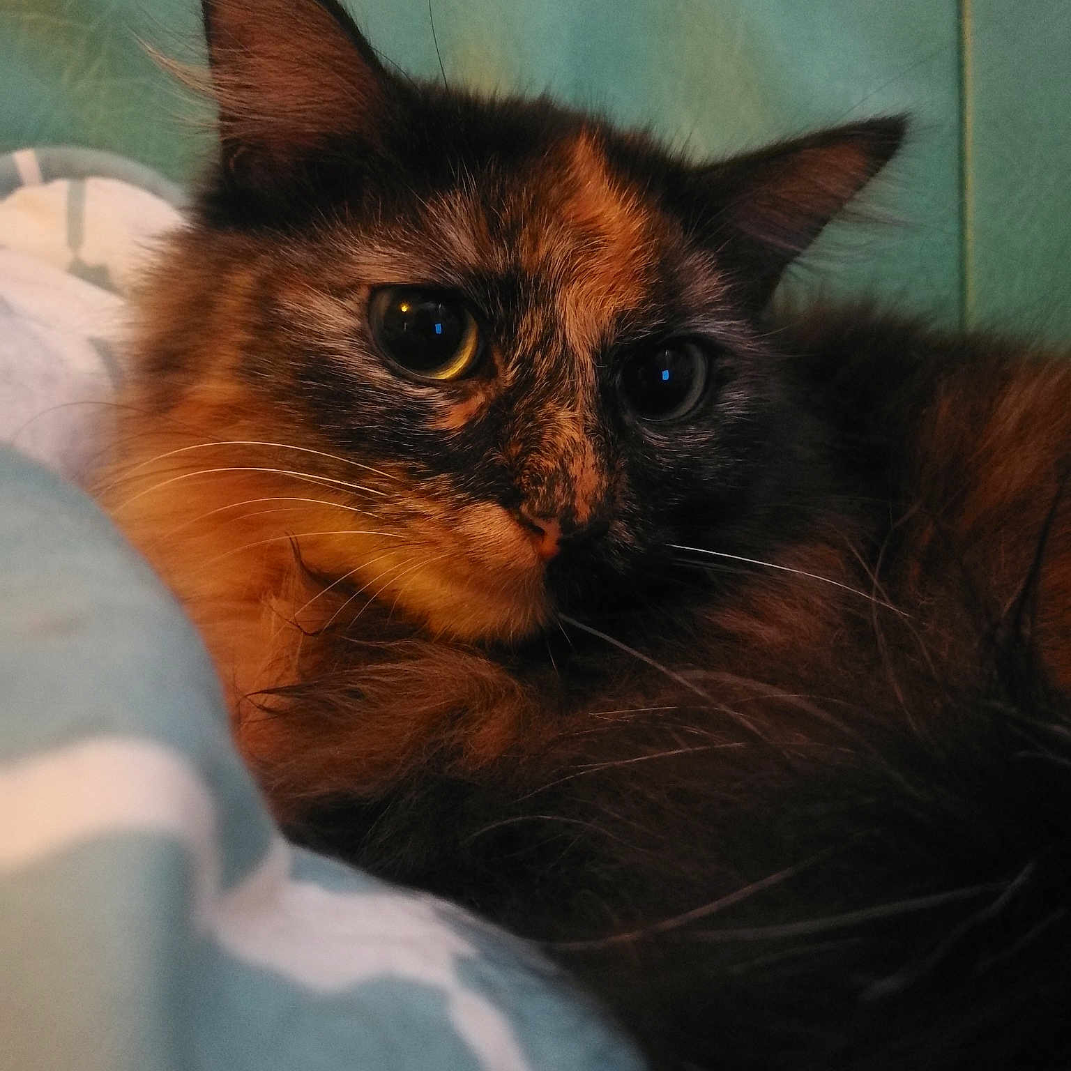 Maya participe au concours pour gagner de l'argent avec cette photo : carnivore, cat, ear, eye, fawn, felidae, fur, kitten, skin, small_to_medium_sized_cats, snout, somali, whiskers