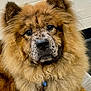 dog, fluffy, close_up, portrait, indoors, brown_fur, speckled_face, large_dog, pet, animal, mammal, furry, cute, collar, leash, looking_at_camera, face, ears, nose, friendly