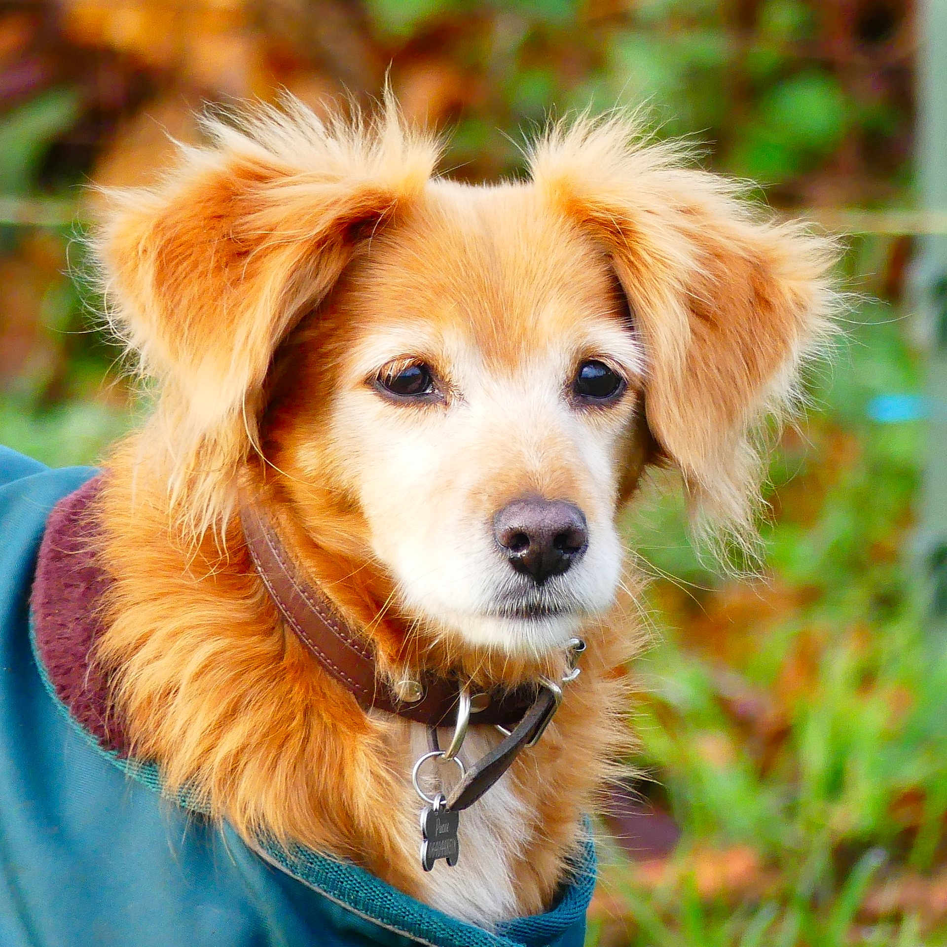 Shiby participe au concours pour gagner de l'argent avec cette photo : accessories, animal, canine, chihuahua, cockerspaniel, collar, collie, dog, eskimodog, goldenretriever, hound, leash, papillon, pet, puppy, strap, terrier