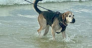Phil joined the competition — help win amazing prizes! dog, leash, water, ocean, waves, beach, wet, animal, pet, outdoor, nature, sea, canine, summer, shore, harness, walking, playful, daytime, coast