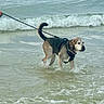 dog, leash, water, ocean, waves, beach, wet, animal, pet, outdoor, nature, sea, canine, summer, shore, harness, walking, playful, daytime, coast