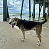 Phil joined the competition — help win amazing prizes! dog, beach, sand, ocean, water, pier, cloudy_sky, leash, canine, outdoor, animal, nature, coast, waves, paw_prints, daytime, pet, happy, tongue_out, shore