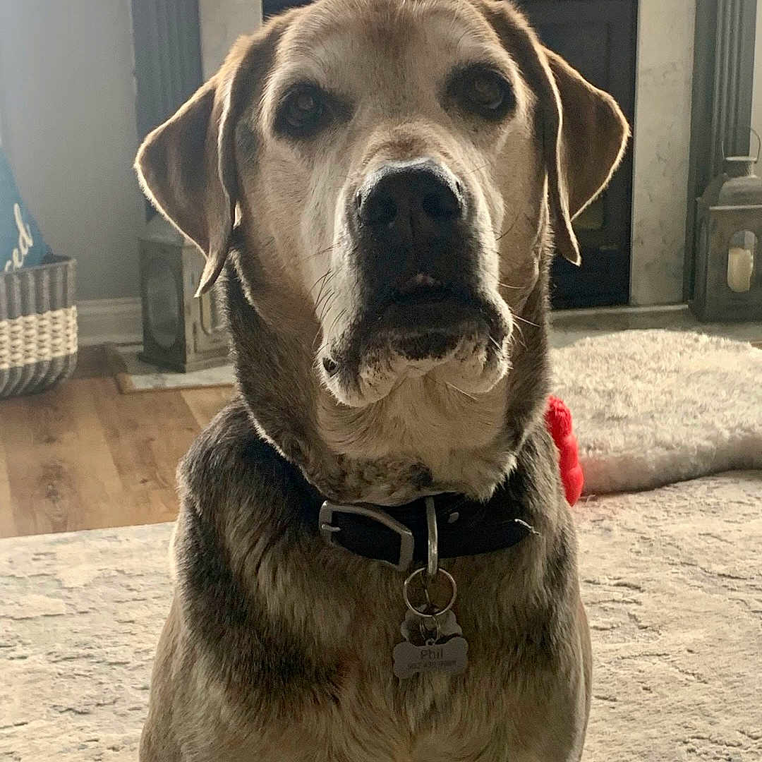 Phil is registered to the contest to win money with this photo: dog, pet, indoor, collar, tag, living_room, fireplace, rug, wood_floor, decor, canine, mammal, domestic_animal, fur, ears, face, sitting, calm, household, animal