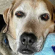 Phil is registered to the contest to win money with this photo: dog, close_up, pet, animal, fur, nose, eyes, collar, plush_toy, resting, brown, white, black, indoor, portrait, muzzle, whiskers, expression, cute, companion