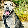 Phil is registered to the contest to win money with this photo: dog, outdoor, harness, tongue_out, happy, sitting, greenery, plants, palm_tree, nature, pet, canine, fur, animal, summer, daylight, closeup, portrait, leash, sidewalk